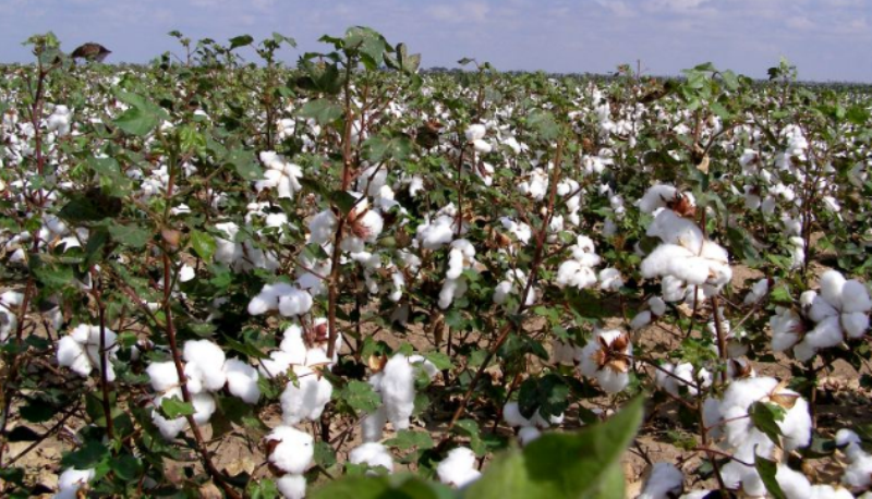 cotton