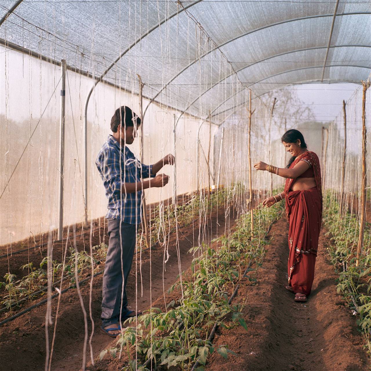 india Green House