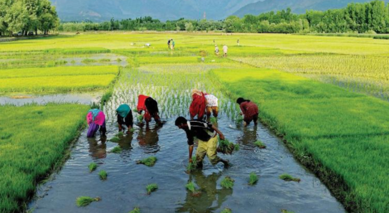 farmers