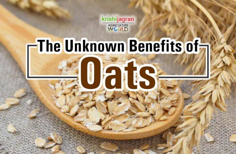 Benefits of Oats: 8 Reasons You Should Eat This Healthy & Nutritious ...