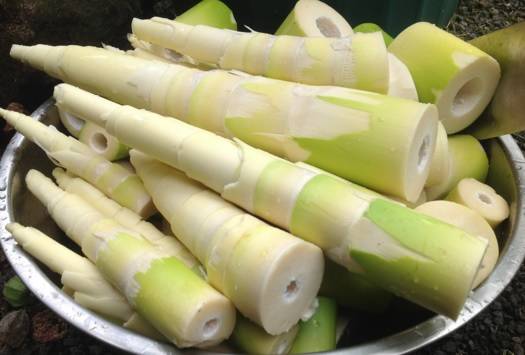 bamboo Shoot