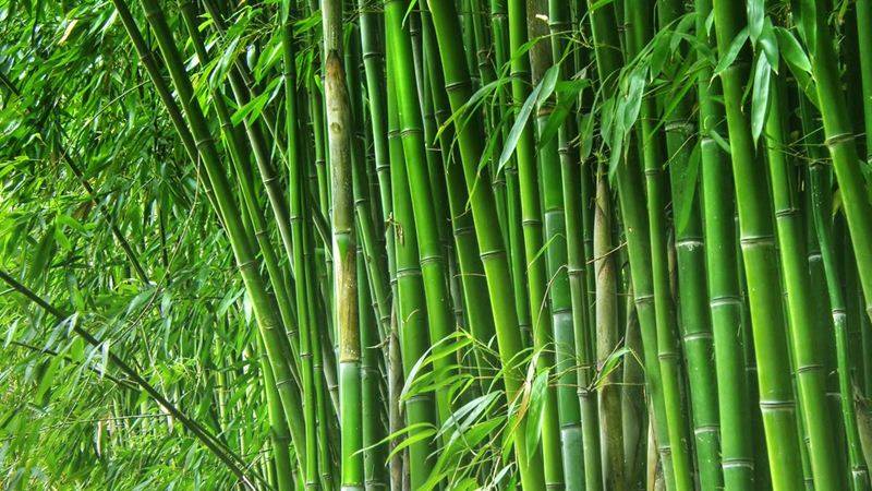 Do You Know the Benefits of Eating Bamboo?