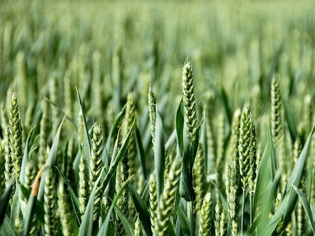 get-higher-yields-by-cultivating-these-improved-varieties-of-wheat-at