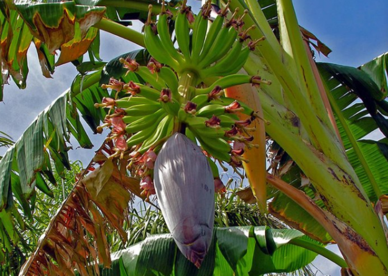Know The Amazing Health Benefits Of Eating Banana Flower How To Buy And Store It,Fun Card Games For Two People