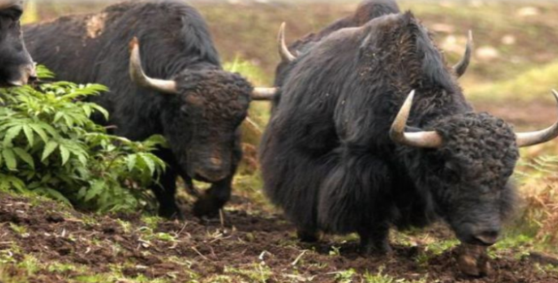 yak