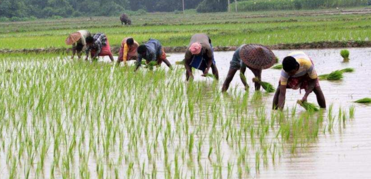 kerala farmers