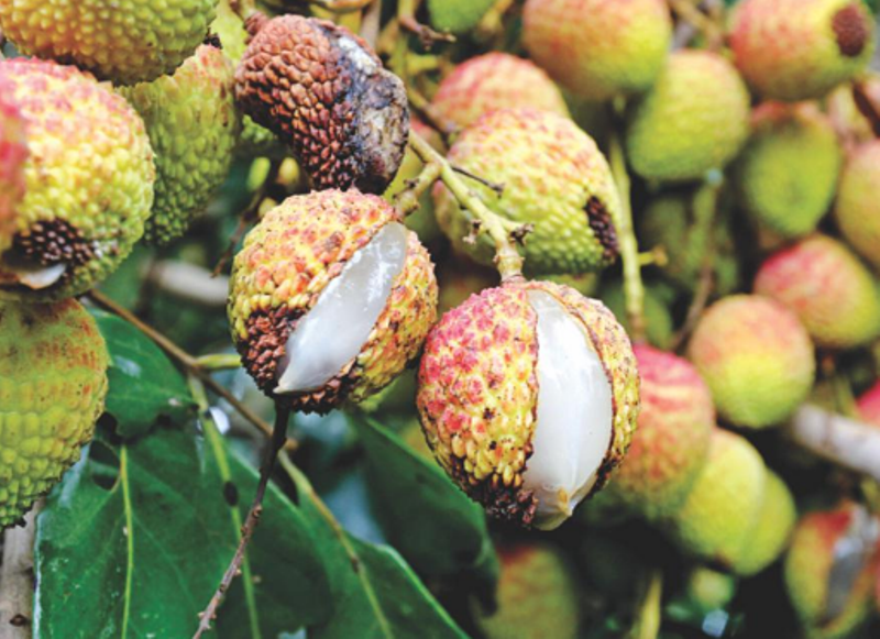 litchi