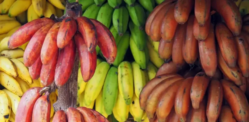 What Are The Important Banana Varieties In India