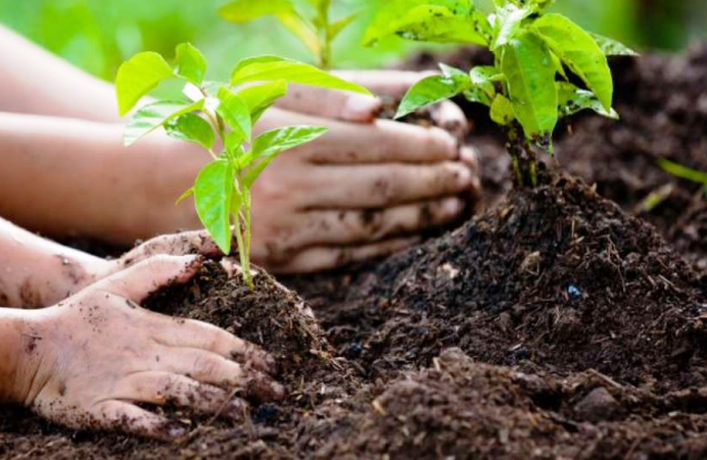 Children sowing plant