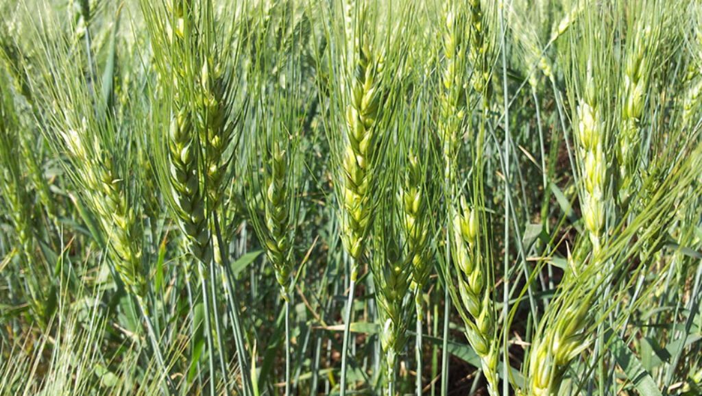 wheat variety