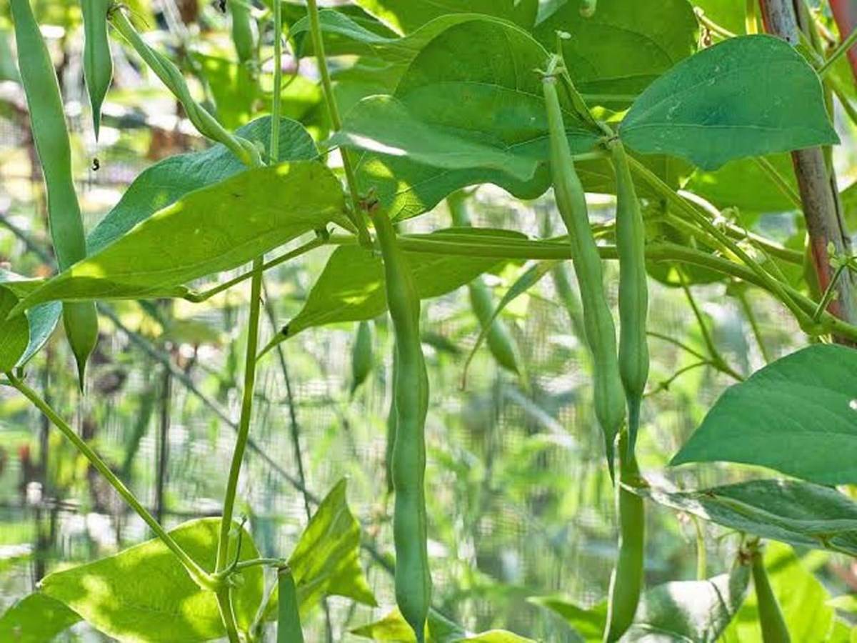 Beans Cultivation