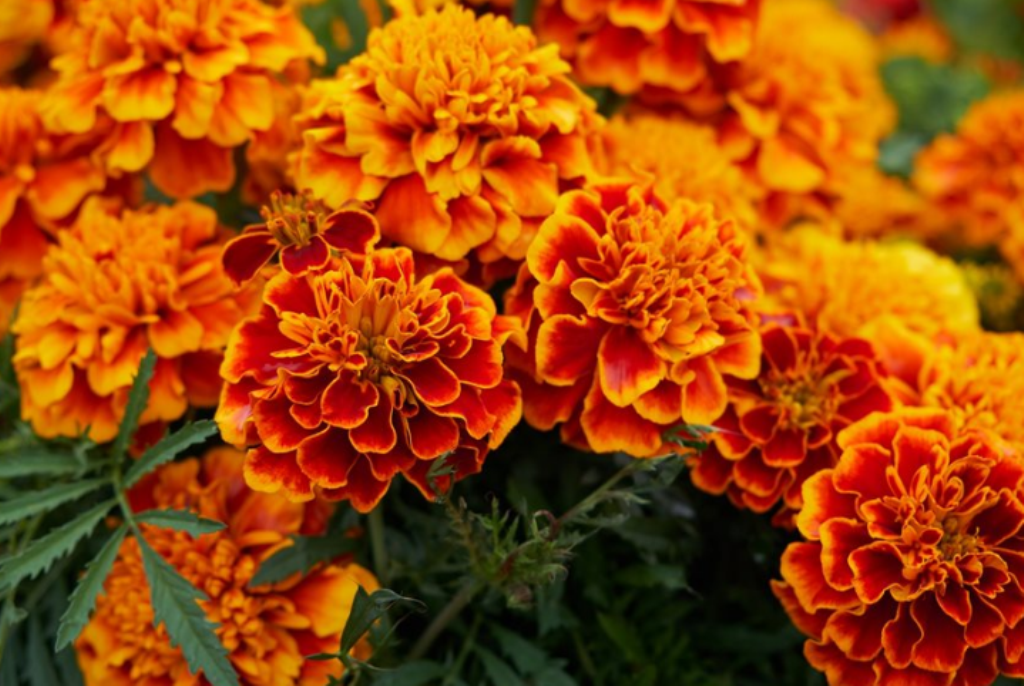 Marigold Flower Uses And Benefits