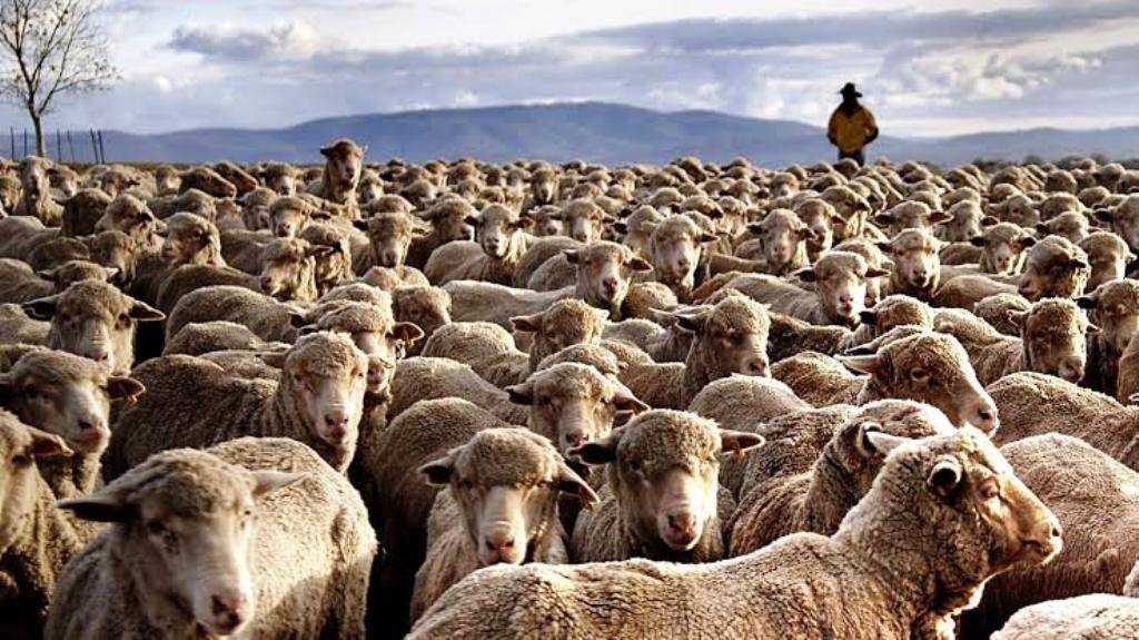 Flock of Sheep