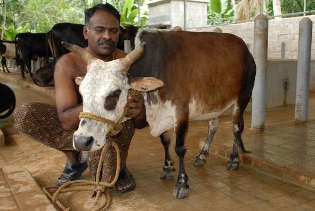 Eats Least Produces Most Meet World S Smallest Cow