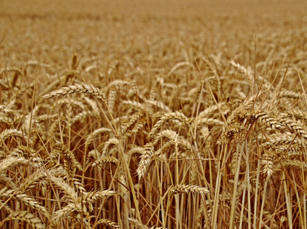 wheat