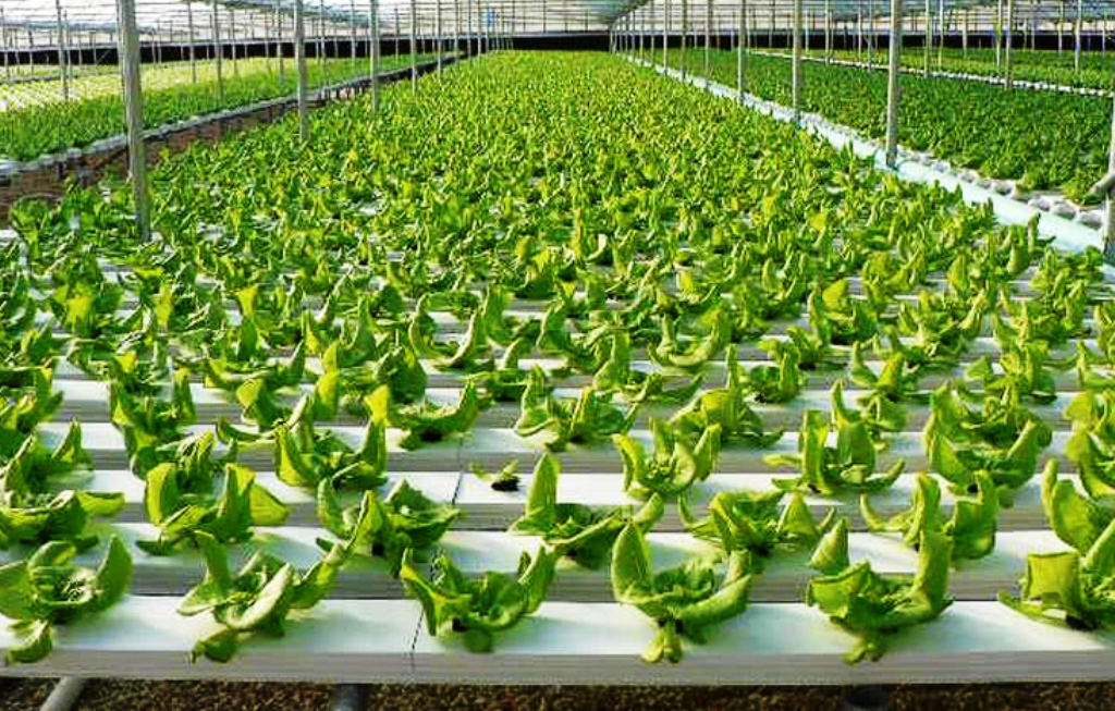 How Hydroponics System is Providing Better Agriculture Solutions