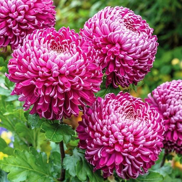 chrysanthemum