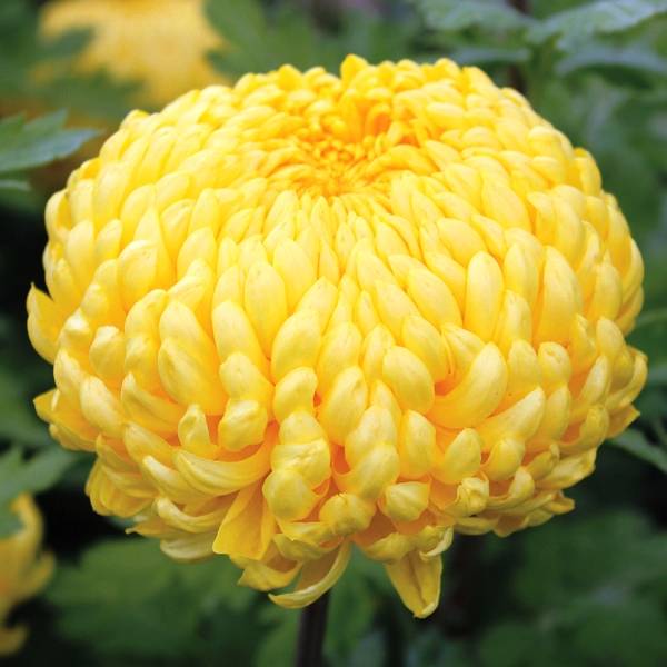 ICAR Organizes Chrysanthemum Week in Pune, Maharashtra