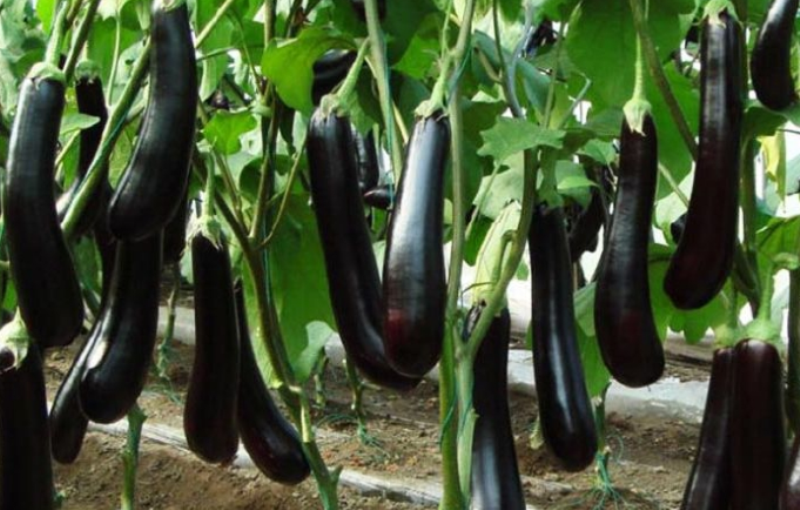 brinjal