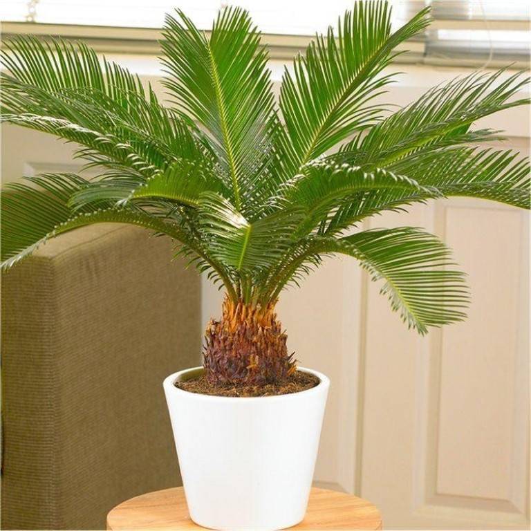 sago palm