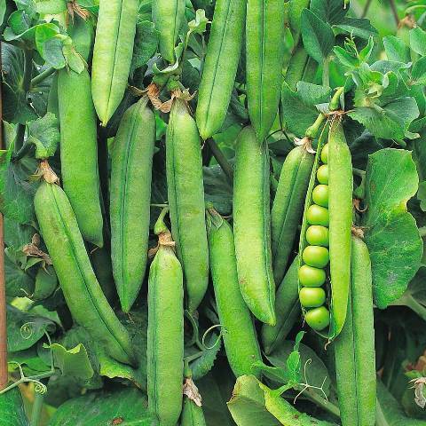 EARN in 90 DAYS with this variety of PEAS