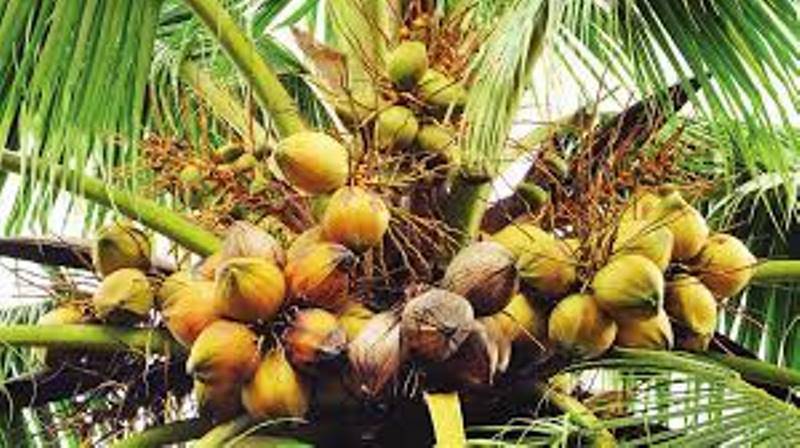 Whitefly Plaguing Coconut Plantations in Southern India