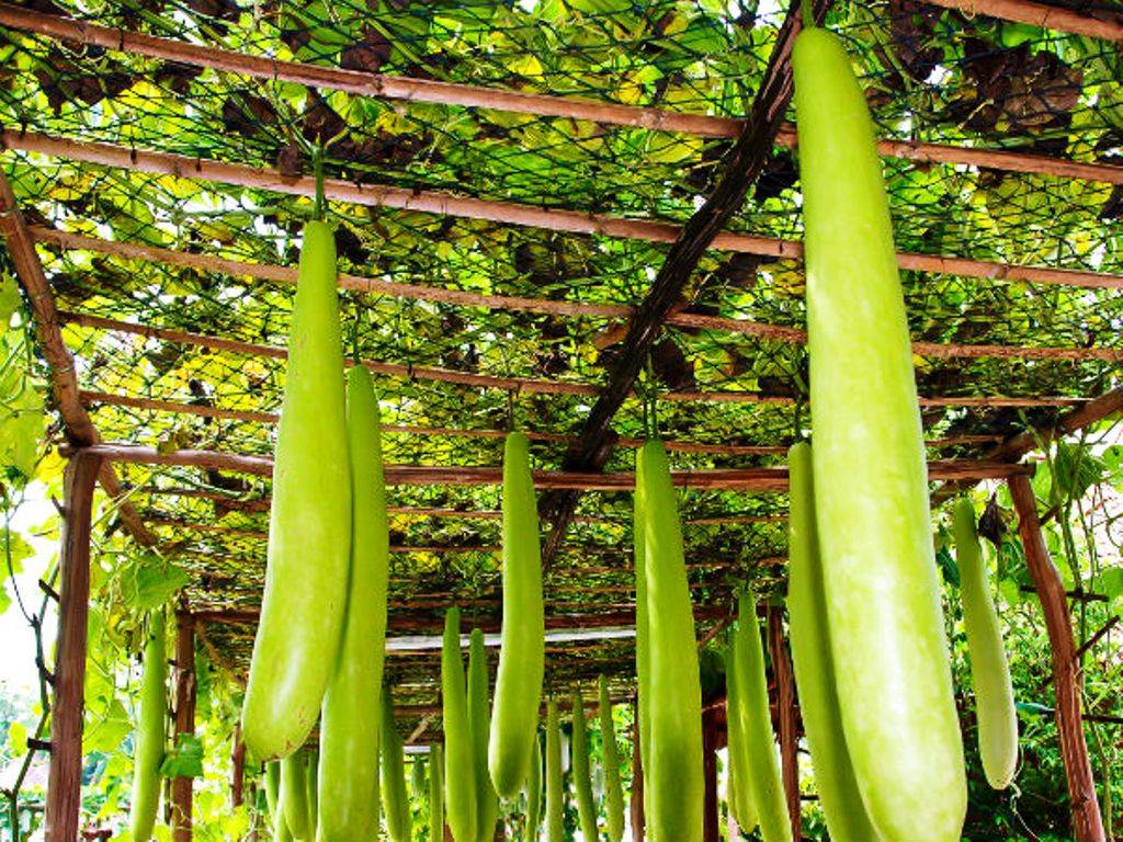 Bottle Gourd (Louki)