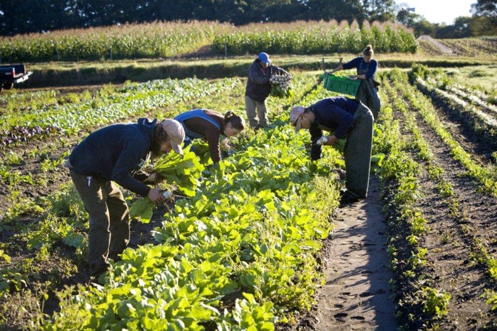 Farmers engaged in cultivation