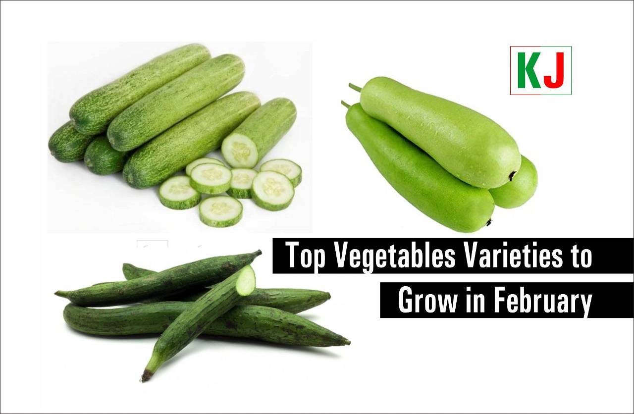 The Most Demanding and Profitable Crops to Grow in February