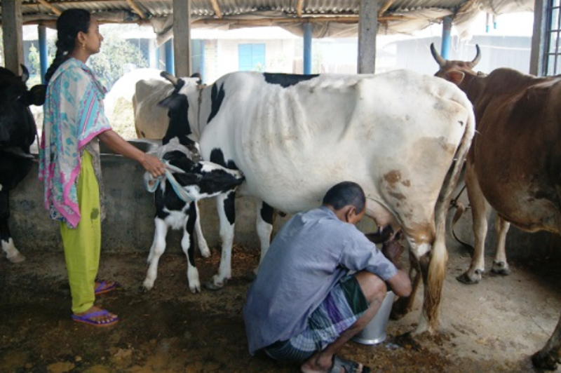 Dairy Farming