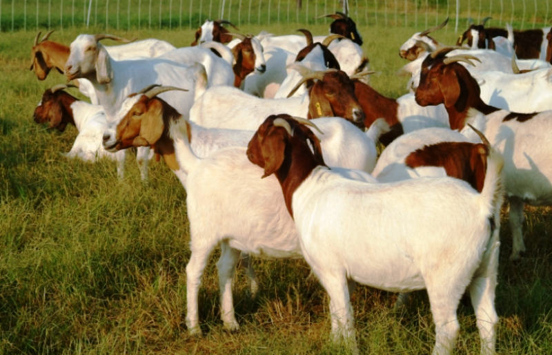 How Scientific Practices Can Double Your Income from Goat Rearing?