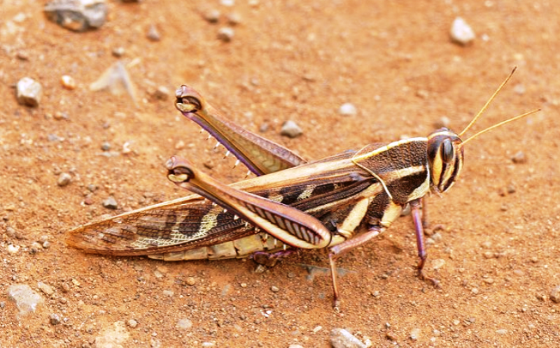 locust