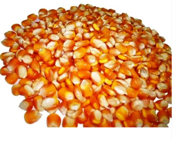 maize