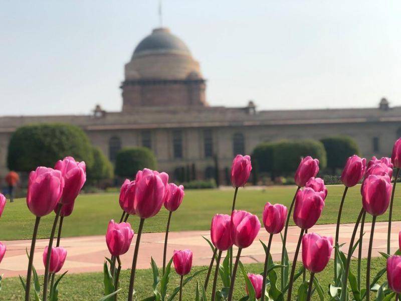 Flowers of Tulip In Mughal Garden