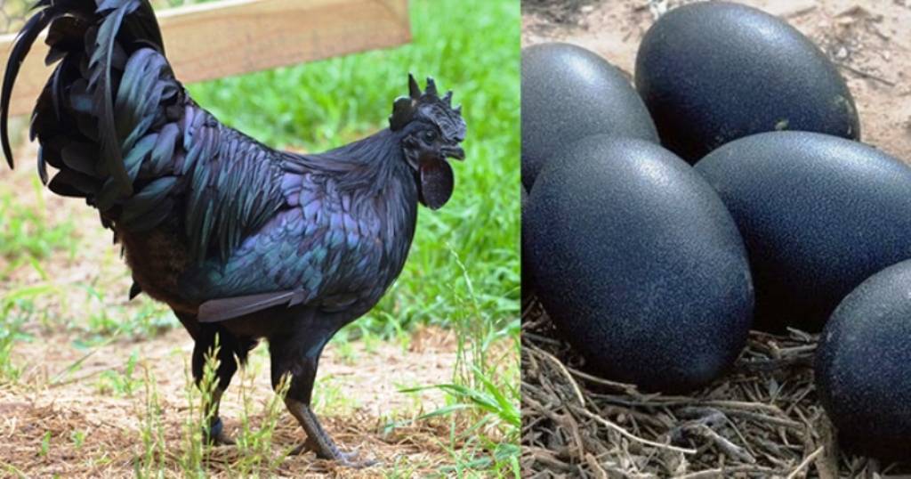 Good News! Government To Give Kadaknath Chicken & Feeder To Farmers To ...