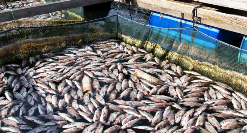 indian fish farming