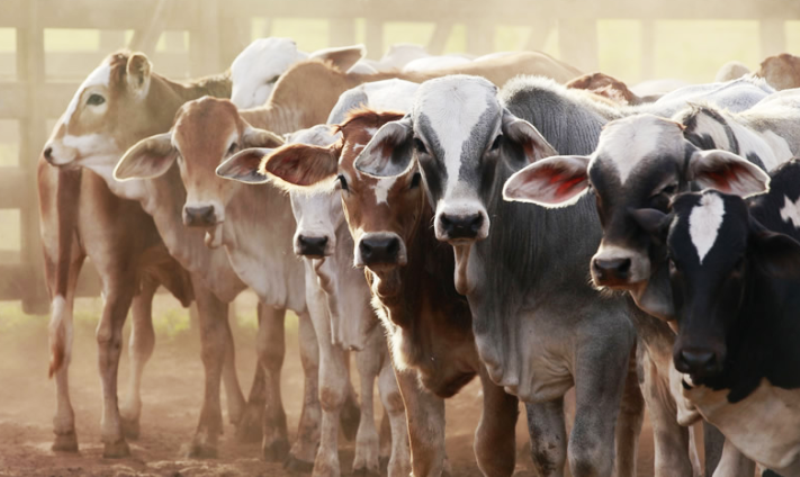 10 Most Profitable Livestock Farming Business Ideas