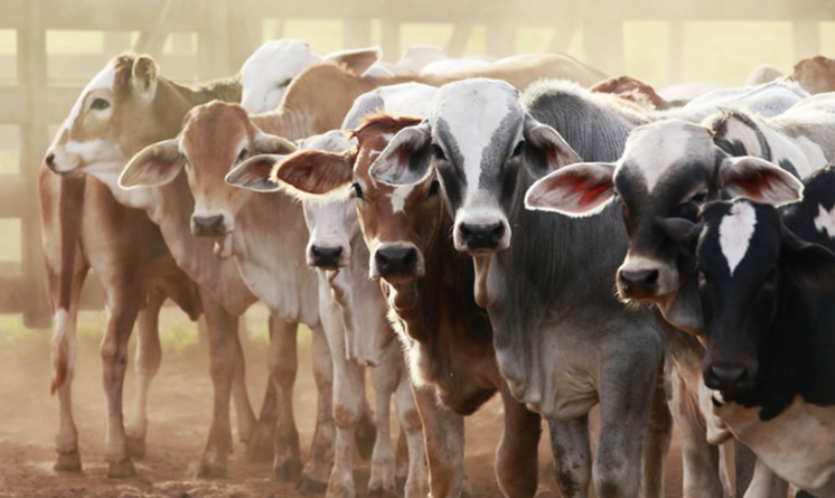 Various Government Schemes For Animal Feed Producers With Up to 50% Subsidy