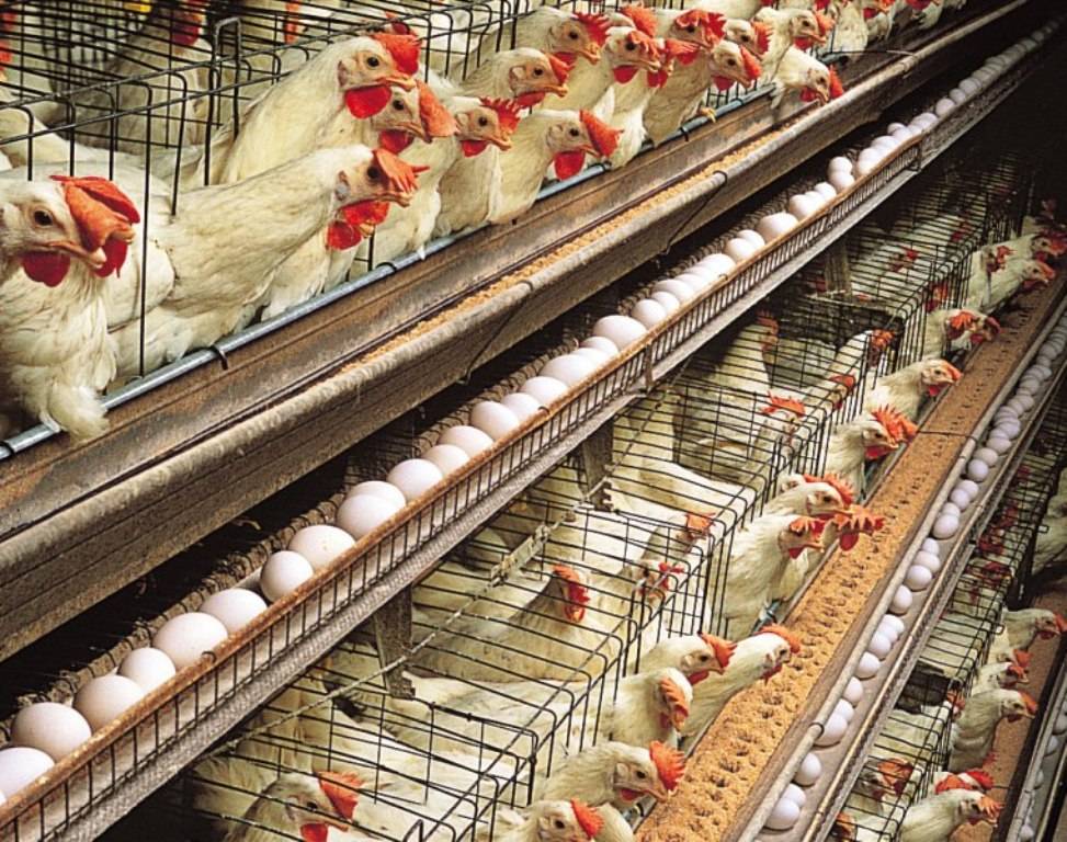 Feed given to hens