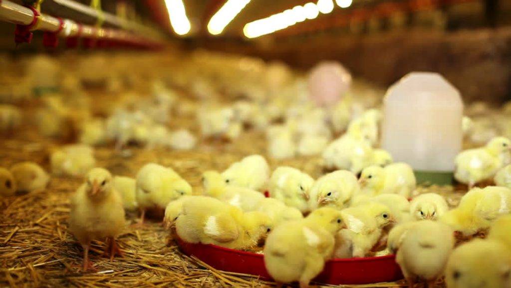 How to Start Successful Poultry Farming Business? Latest Method, Benefits,  Unknown Facts
