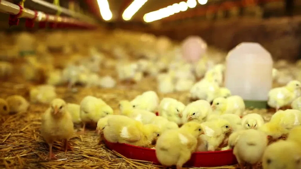 How To Start Successful Poultry Farming Business Latest Method Benefits Unknown Facts