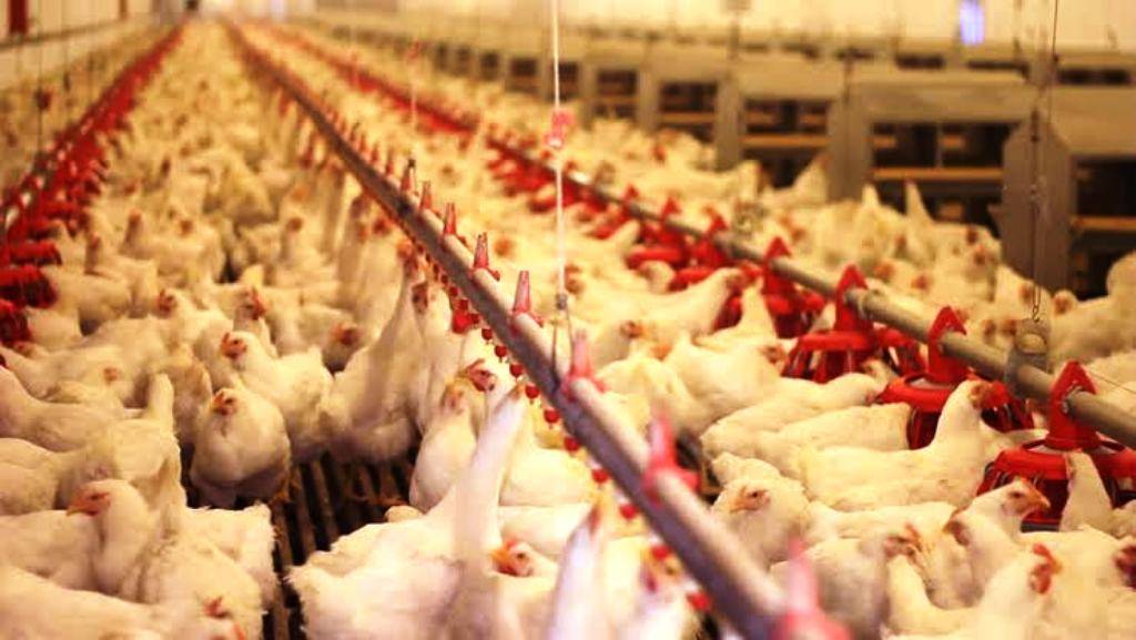 How To Start A Small Poultry Farm Business