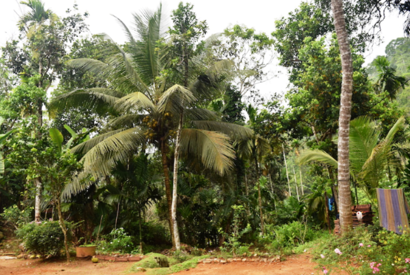 Palm Trees In Kerala