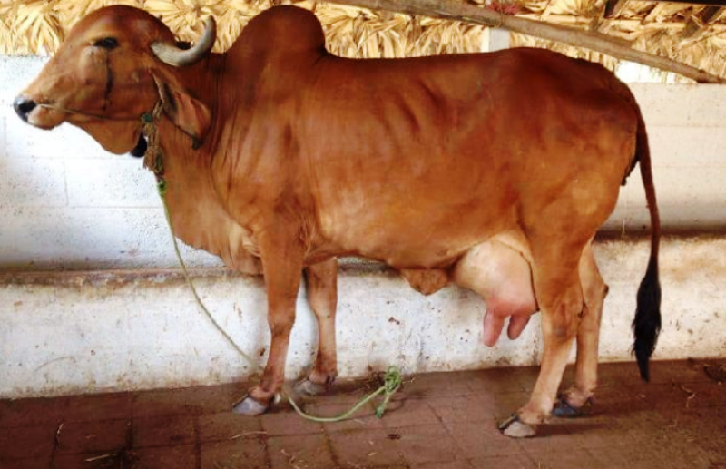 Top 10 High Demanding Milk Producing Cattle Breeds in India