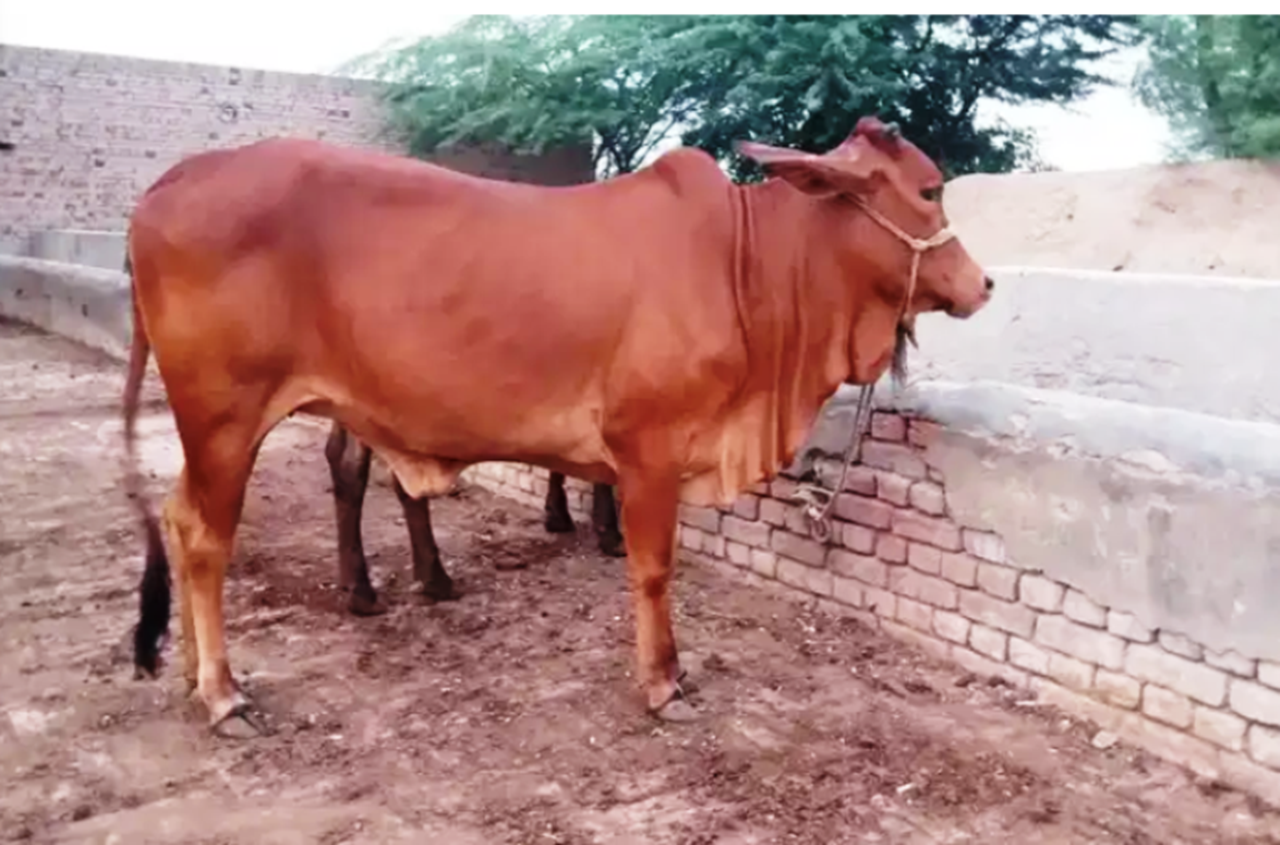 indian cow breeds for milk