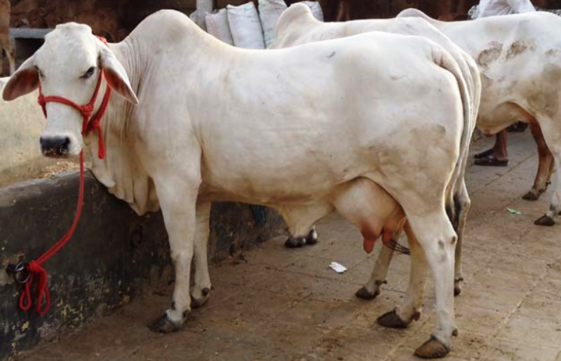 top-10-high-demanding-milk-producing-cattle-breeds-in-india