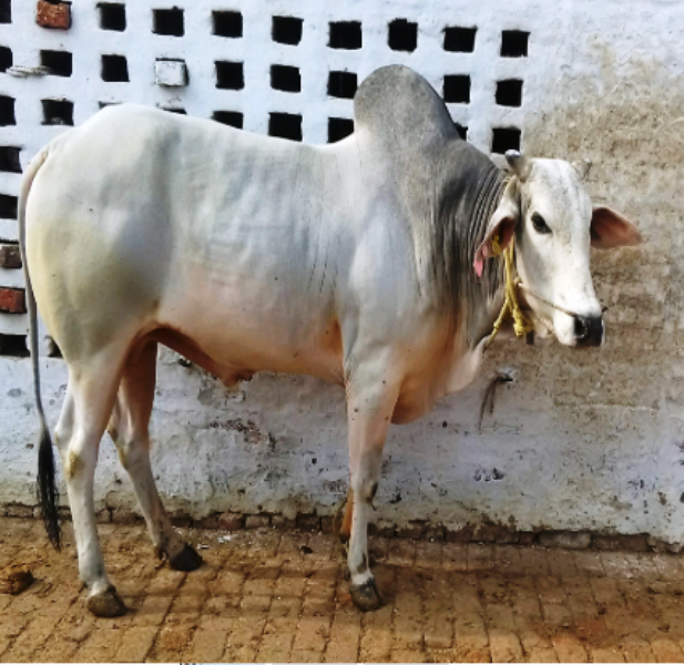 Top 10 High Demanding Milk Producing Cattle Breeds in India