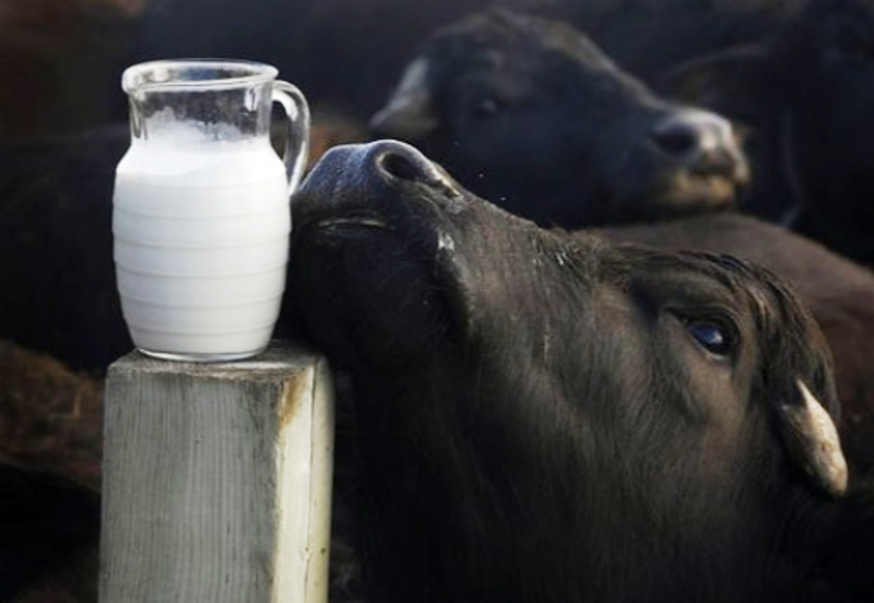 Five Good Reasons To Switch Over To Buffalo Milk Buffalo milk had higher fat, protein, total. buffalo milk