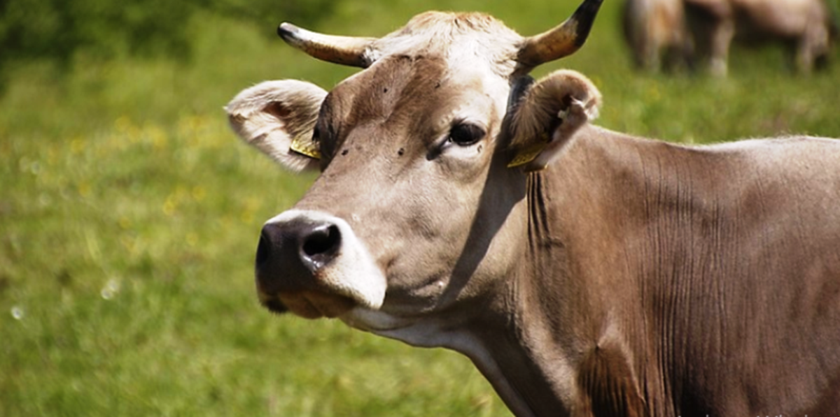 Himachal Pradesh's Pahari Cow Gets Indigenous Tag