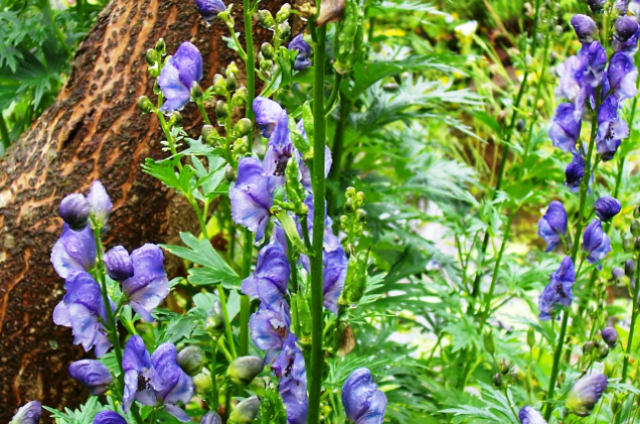 Aconitum heterophyllum